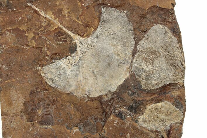 Three Fossil Ginkgo Leaves From North Dakota - Paleocene #188836